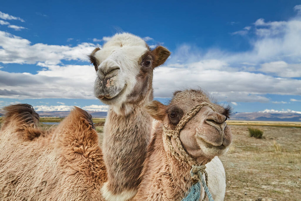 Zwei bakterielle Kamele in der mongolischen Wüste - Foto, Bild