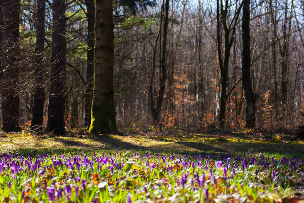 trees and blooming crocus in spring. forest on a sunny day - Фото, зображення