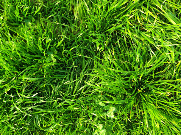 Grünes Gras Hintergrund Textur .top Ansicht. - Foto, Bild