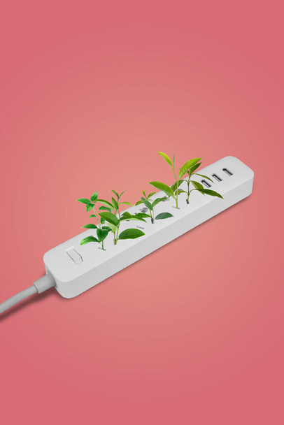 White extension with plants inside. Electrical power white strip or extension block with sockets on pink background. Close up. Eco concept. Alternative energy. Turn off electronics. - Photo, image