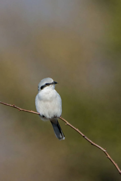 A vertical close-up shot of a tiny great gray shrike on a single branch with a blurry background - Photo, Image