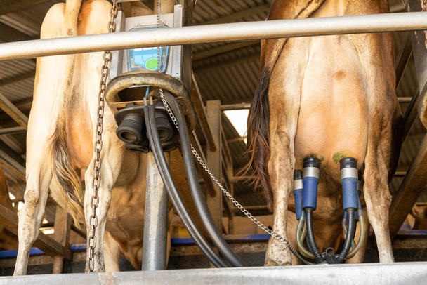 Seskupení automatického dojicího stroje připevněného k vemeni dojné krávy - Fotografie, Obrázek