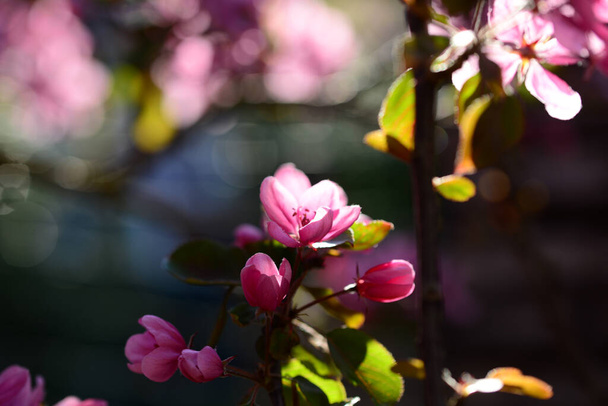 Крупный план красивого яблочного цветка на размытом фоне - Фото, изображение