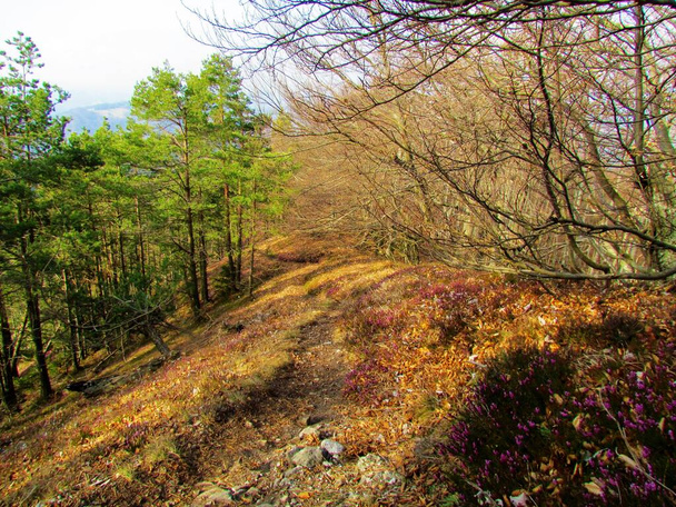 Gras bedekt bos open plek met Schotse dennenbossen aan de ene kant en een beukenbos aan de andere kant verlicht door de zonneschijn balg berg in Slovenië - Foto, afbeelding