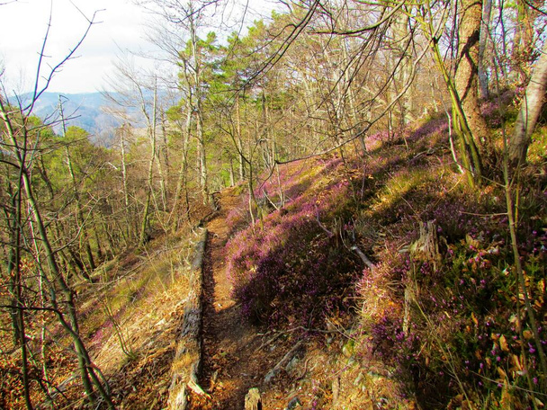 Trail going through a young beech forest in Slovenia with pink flowering winter heath, spring heath or alpine heath (Erica carnea) covering the ground - Photo, Image