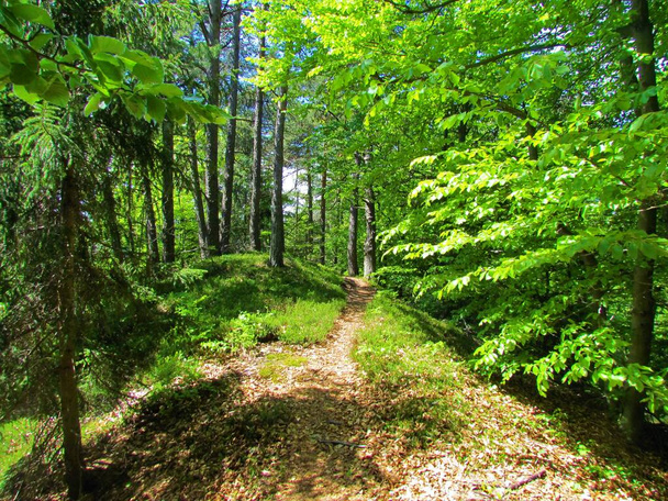 Heldere groene Schotten dennen- en Europees beukenbos op de top van een bergkam met een pad dat door de bos- en winterheide, voorjaarsheide, alpenheide (Erica carnea) in Slovenië loopt - Foto, afbeelding