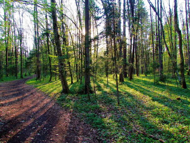 Evropský lesní porost na Sorsku polje, Slovinsko osvětlený slunečním svitem - Fotografie, Obrázek