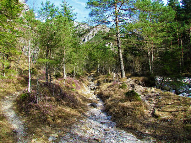 Schots dennenbos in het vroege voorjaar in Draga vallei, Slovenië met een voetpad en roze bloeiende winterheide, winterbloeiende heide, lenteheide, alpiene heide (Erica carnea) - Foto, afbeelding