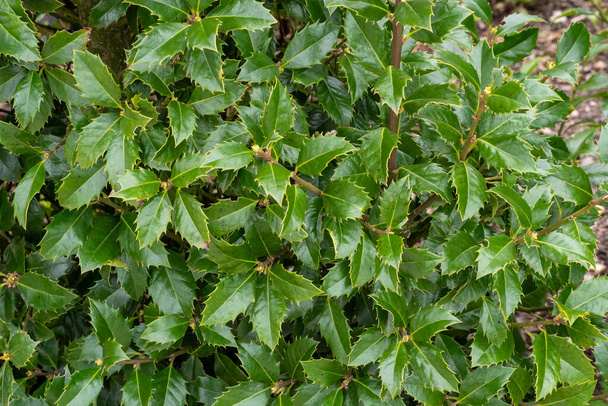 Evergreen boughs green leaves. Ilex aquifolium Christmas holly natural decor - Photo, Image