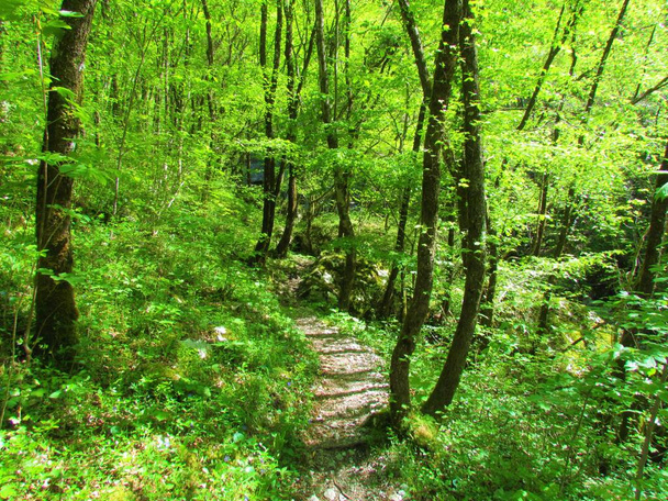 Path leading through a bright green forest of european hop hornbeam towards Beri waterfall in Slovenia - Photo, Image