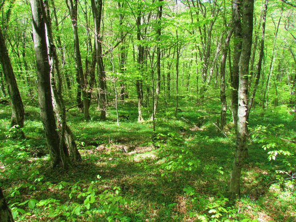 スロベニアのコセスカ・コリータにあるヨーロッパのホンビームの森で、緑豊かな草本植物に覆われた地面に太陽が輝いています。 - 写真・画像