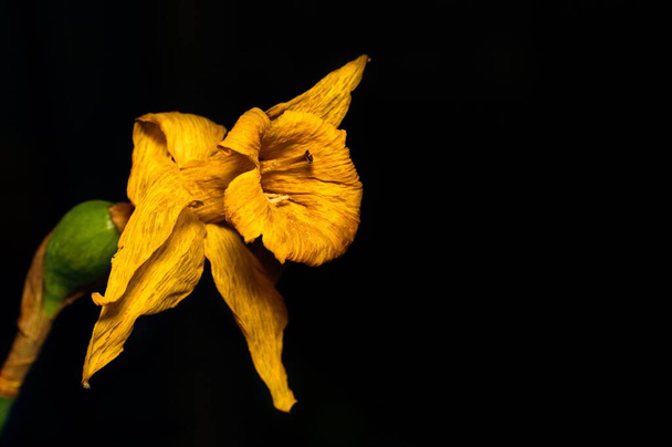 A dried yellow daffodil isolated on a black background - Foto, imagen