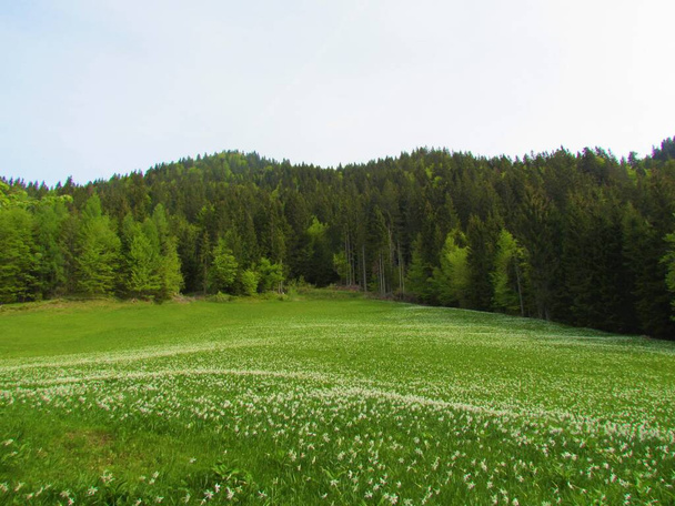 Meadow under Golica mountain in Karavanke mountains, Slovenia full of white blooming poet 's daffodil, poet' s narcissus, nargis, pheasant 's eye, findern flower or roskster lily (Narcissus poeticus) - Foto, imagen