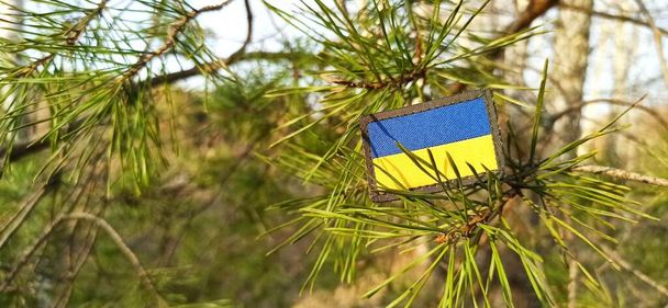 Ukrainian flag in pine needles. struggle of Ukraine against the Russia. state symbol of Ukraine on pine branch. flag of Ukraine. struggle of Ukrainian people for their freedom and independence - Photo, Image