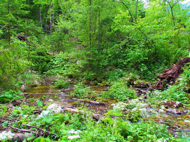 Riacho cercado por vegetação aquática e uma floresta em Kamniska Bistrica, Eslovênia com flores brancas crescendo no meio - Foto, Imagem