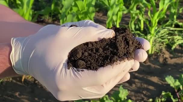 Κοντινό πλάνο των αρσενικών χεριών σε λαστιχένια γάντια κρατώντας μαύρο χώμα, αγγίζοντας χούμους στο φόντο του γεωργικού τομέα, πράσινες καλλιέργειες το ξημέρωμα. Γεωργός που δοκιμάζει οργανικό έδαφος σε κήπο λαχανικών το πρωί - Πλάνα, βίντεο