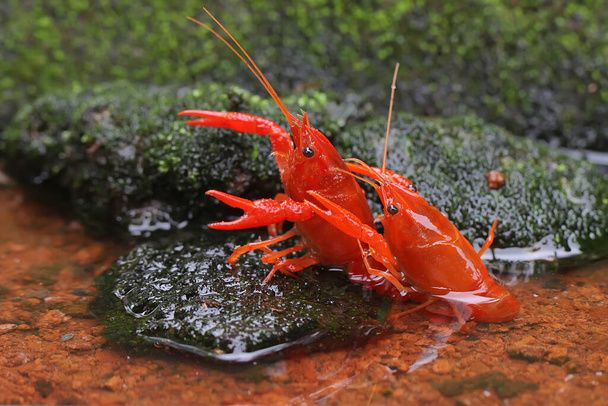 Two freshwater crayfish are resting on a mossy rock by the river. This aquatic animal has the scientific name Cherax quadricarinatus. - Zdjęcie, obraz