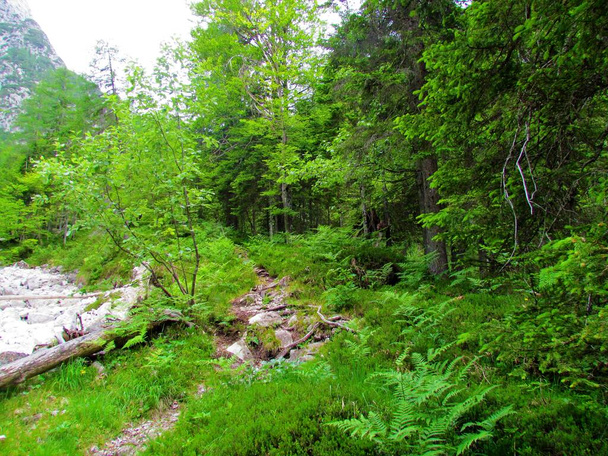Path leading past a dry creek or torrent on one side and a spruce and beech forest on the other in Triglav national park and Julian alps, Slovenia - Photo, Image