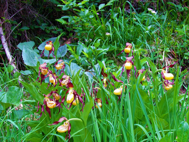 Grupo de flores amarillo y rojo oscuro Cypripedium calceolus en la subfamilia de orquídeas zapatilla de señora (Cypripedioideae) flores - Foto, imagen