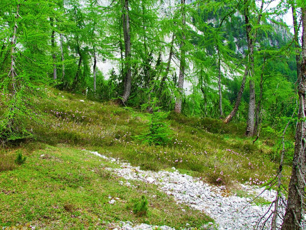 Pradera rodeada de bosque de alerce verde brillante y cubierta de flores rosadas en Pod Spik en el Parque Nacional Triglav y los Alpes Julianos Eslovenia - Foto, Imagen