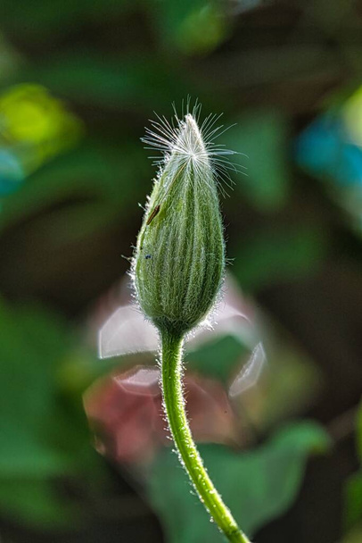 A flower bud in a garden - Foto, imagen
