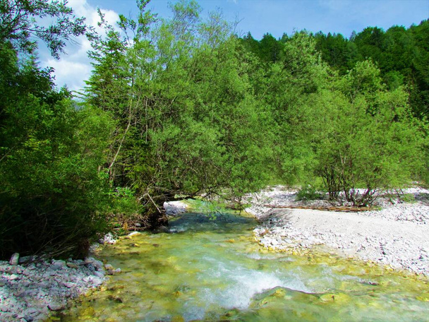 Martuljek ручей рядом с Гозд Мартулек в Горенеке, Словения с белой ивой (Саликс альба) деревья растут выше - Фото, изображение