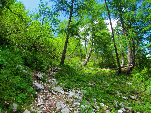 Скалистая тропа, ведущая через залитый солнцем лиственничный лес над Липанкой в Юлийских Альпах и Триглавский национальный парк в Словении - Фото, изображение