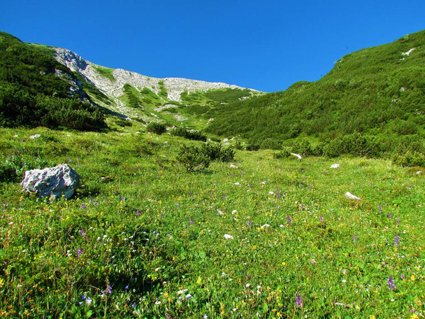 Scenic mountain slope full of yellow, purple and white flowers under Rodica mountain in the Julian alps and Triglav national park in alpine Slovenia with blue sky in the back - Fotoğraf, Görsel