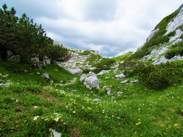 Krajobraz alpejski w Alpach Julijskich i parku narodowym Triglav w Słowenii z łąką z białymi górskimi avenami kwitnącymi (Dryas octopetala) i żółtą kwitnącą wyką nerkową (Anthyllis vulneraria) - Zdjęcie, obraz
