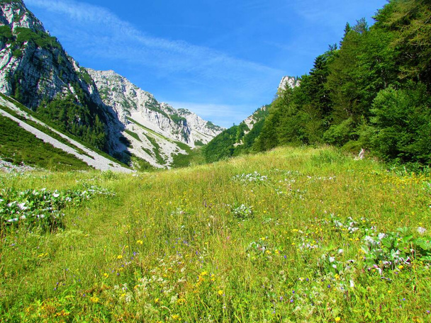 Dolina nad przełęczą Ljubelj w Zelenicy w regionie Gorenjska Słowenii z górami na plecach porośniętymi trawą i żółtymi i białymi kwiatami - Zdjęcie, obraz
