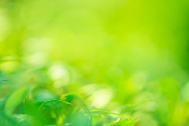 Natural grass and leaves spring bokeh illuminated background - Photo, Image