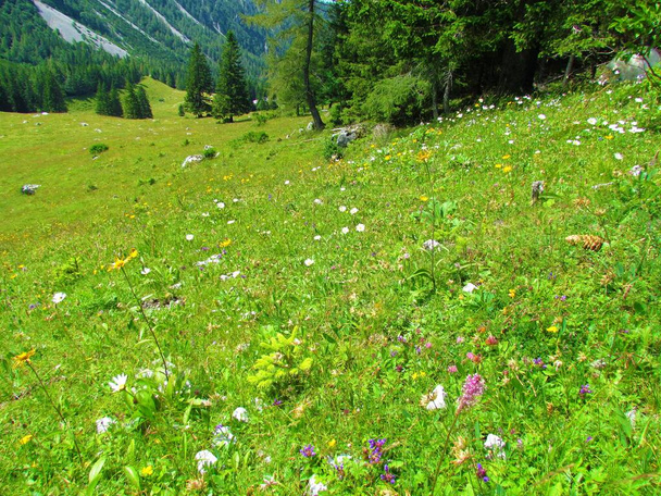 Pradera de montaña que cubre un amplio valle con flores silvestres amarillas y blancas y bosques en el fondo en las montañas Karavanke cerca de la primavera del arroyo Zavrsnica en las montañas Karavanke en Eslovenia - Foto, imagen