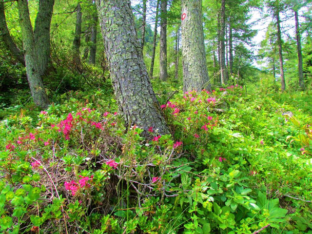Pink flowering hairy alpen rose (Rhododendron hirsutum) growing in a bright larch forest in Slovenia - Photo, Image