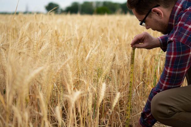 Un agricultor inspecciona y mide con un gobernante las espigas de trigo en un campo agrícola. concepto de cosecha rica. - Foto, imagen