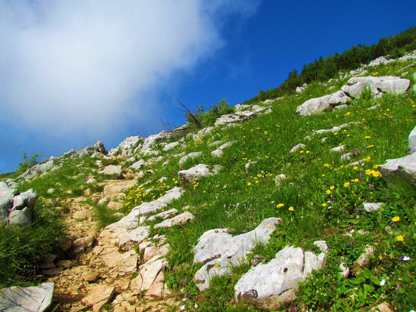 Mountain meadow covered with rocks and yellow flowering common rock rose (Helianthemum nummularium) flowers - Photo, Image