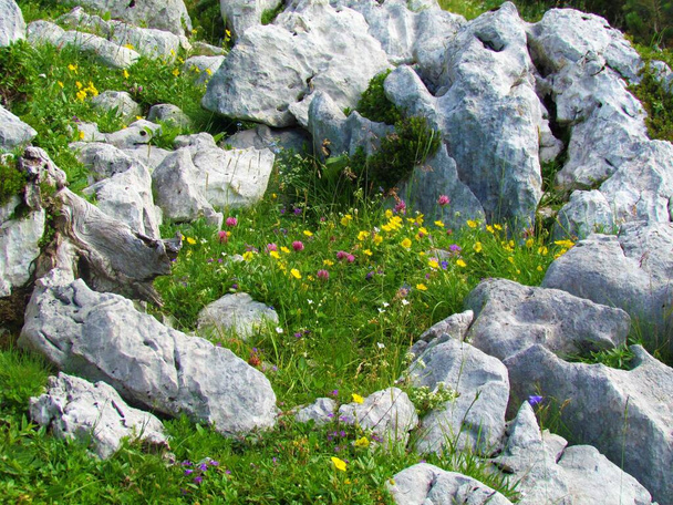 Küçük kaya bahçesi sarı kaya gül (Helianthemum nummularium) ve kırmızı yonca (trifolium pratense) ile çiçek açar.) - Fotoğraf, Görsel
