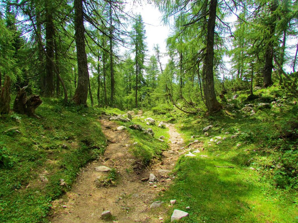 Тропа, ведущая мимо альпийского лиственничного леса с травой, покрывающей пол в направлении пастбища Липанка над Поклюкой в Словении - Фото, изображение