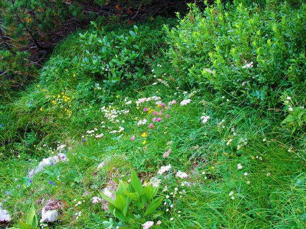 Colorful garden of yellow blooming alpine rock rose (Helianthemum alpestre), white great masterwort (Astrantia major), red clover (Trifolium pratense) in Slovenia - Photo, Image