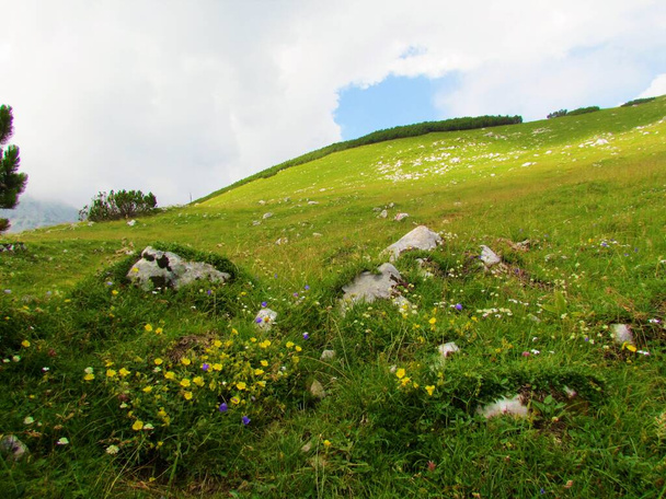 Alpine meadow bellow the top of Kompotela mountain lit by sunlight in Kamnik-savinja alps in Gorenjska region of Slovenia and blooming alpine rock rose (Helianthemum alpestre) flowers - Photo, Image
