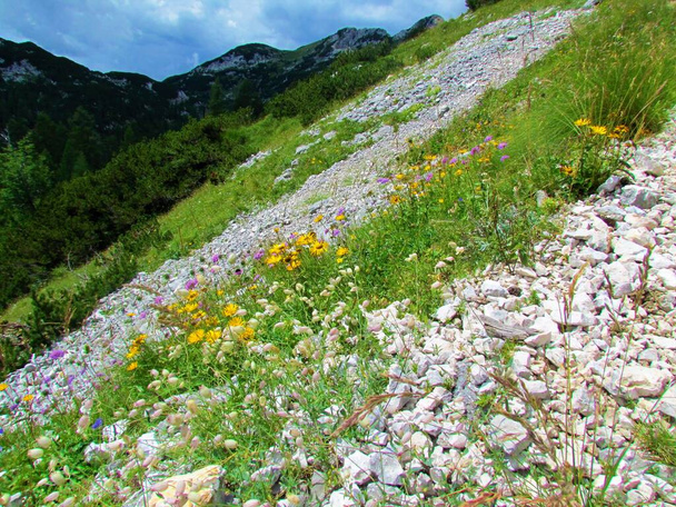 Meadow full of wildflowers incl. hawkbit (Leontodon pyrenaicus) and blue and pink Armeria alpina with an alpine landscape with creeping pine in the back in Triglav national park, Slovenia - Фото, зображення