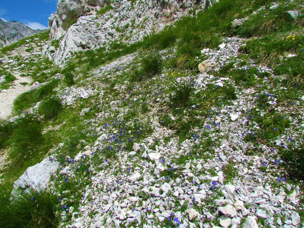 Slovenya 'nın Triglav ulusal parkında mavi yapraklı çan çiçeği (Campanula cochleariifolia) ve sarı alp kayası gülüne (Helianthemum alpestre) sahip Alp kayası bahçesi - Fotoğraf, Görsel