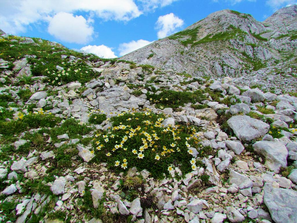 Гірські аванси, восьмикутні гірські яри, білі сухі та білі сухі (Dryas octopetala) квіти, що ростуть у скелястому альпійському ландшафті в національному парку Триглав і в Юліанських Альпах, Словенія. - Фото, зображення