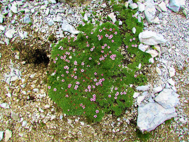 Pinkish white blossoms of Potentilla nitida coverig the rocky ground - Photo, Image
