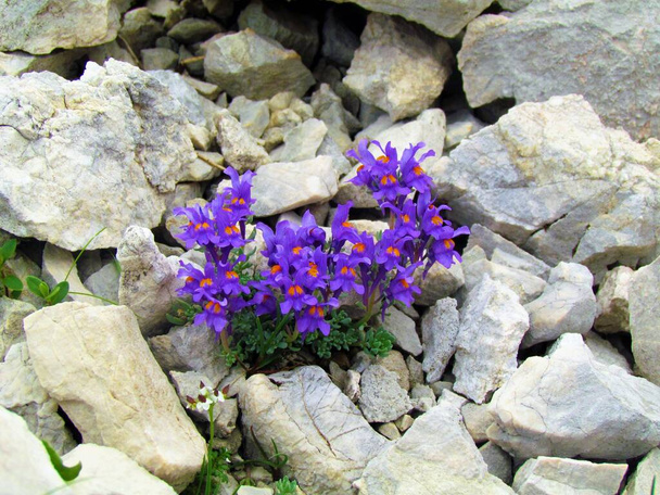 Group of purple blooming alpine toadflax (Linaria alpina) flowers growing out of rocks in Triglav national park and Julian alps, Slovenia - Photo, Image
