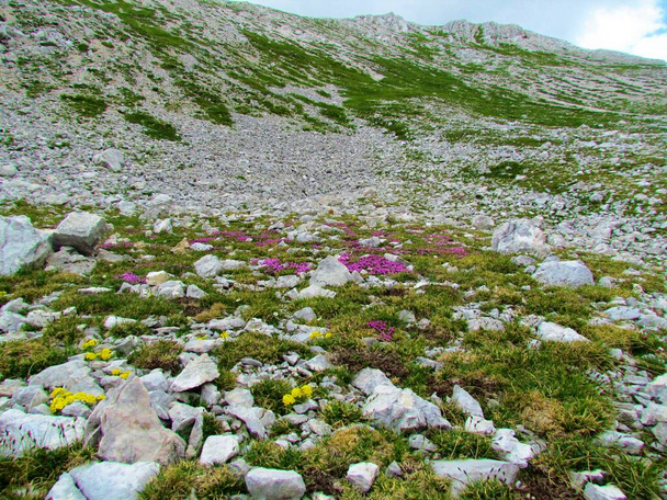 Pink blooming moss campion or cushion pink (Silene acaulis) flowers and yellow Alyssum ovirense with grass and rock covered alpine landscape in the background in Julian alps, Slovenia - Photo, Image