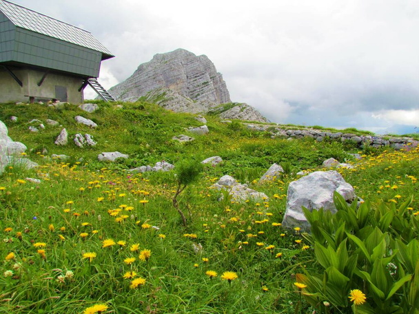 Alto prado alpino en Prehodavci en el parque nacional de Triglav y los Alpes Julianos, Eslovenia lleno de halcón de flor amarilla (Leontodon pyrenaicus) y un edificio en la parte posterior - Foto, imagen