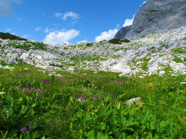 Zeleno jezero o lago verde en el valle de los lagos de Triglav en el parque nacional de Triglav y los Alpes Julianos, Gorenjska, Eslovenia con cebollino rosado (Allium schoenoprasum) creciendo en el exuberante prado pantanoso - Foto, Imagen