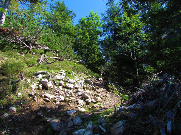 Rock path lit by sunshine in Slovenia surrounded by creeping pine, sycamore maple and rowan trees - Photo, Image