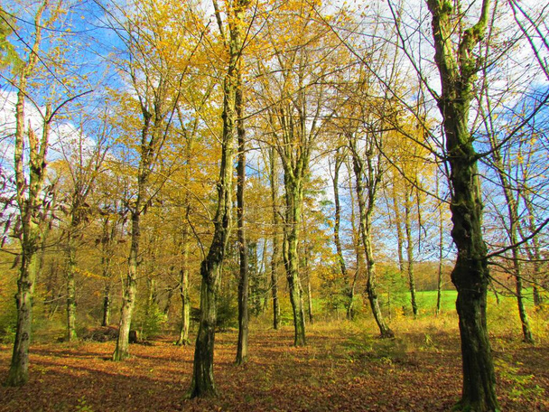Európai gyertyán erdő ősszel vagy ősszel sárga színek Sorsko polje Szlovéniában - Fotó, kép