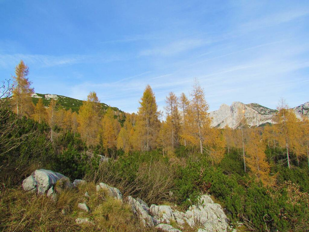 Вид на альпийский ландшафт, покрытый ползучими сосновыми и осенними цветными золотыми лиственницами, с вершины горы Мала Тикарица на заднем плане в Горенска, Словения - Фото, изображение